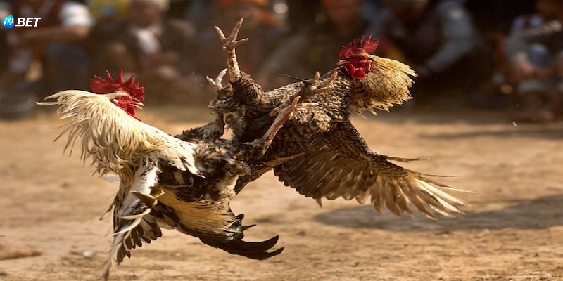 Những ưu việt của trò chơi khiến hội viên mê mẩn