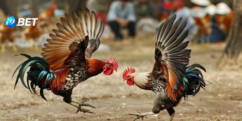 Luật chơi cơ bản nhất